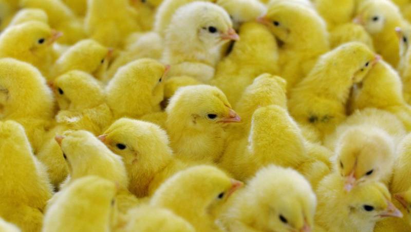 Mơ Thấy Gà Đánh Con Gì? Giải Mã Giấc Mơ Dân Cược Không Thể Bỏ Qua 2 Mơ thấy đàn gà con
